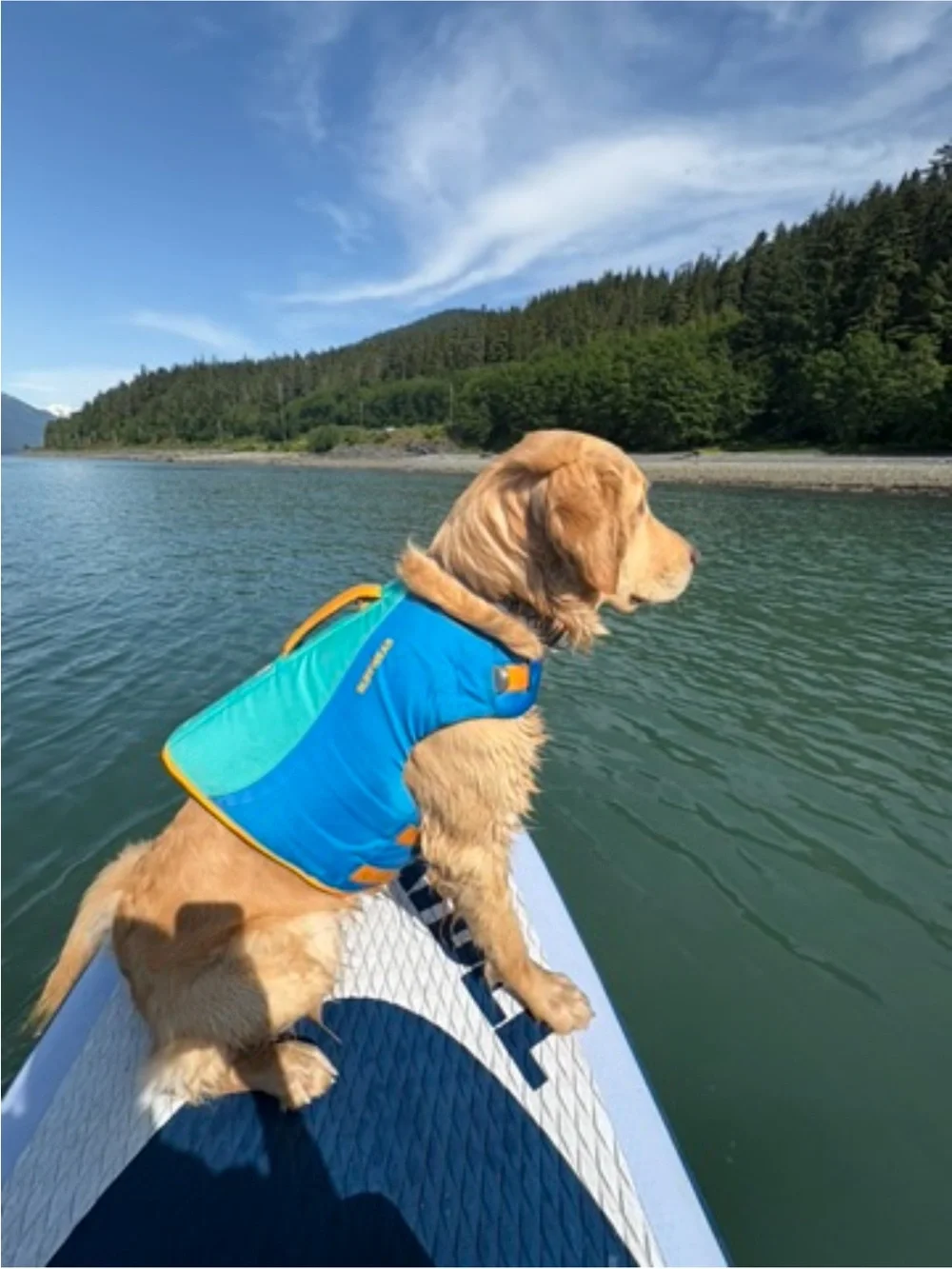 ruffwear blue dog pfd, size m